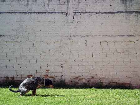 dog squatted on grass against white shaded wallの写真素材