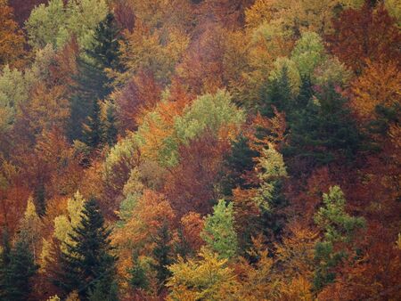Landscape forest in autumn