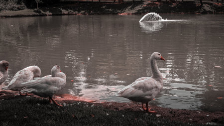 A flock of white ducks on the shore of a lake. Toned.の写真素材