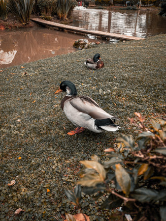 Ducks on the lake in the park. Birds in the park.の写真素材