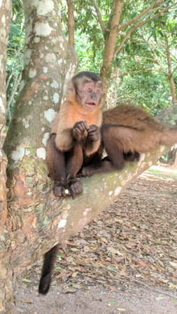 monkey in the jungle of Borneo, Sabah, Malaysia