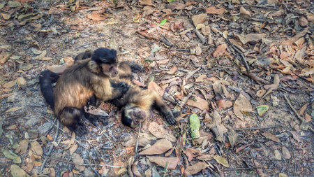Cute monkeys on the ground in the jungle. Toned.の写真素材