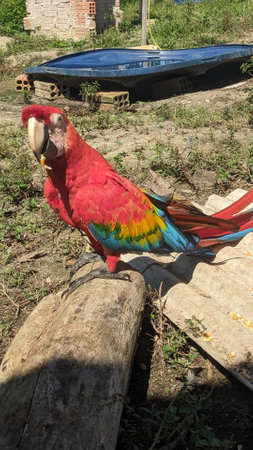 Scarlet macaw (Ara macao) sitting on a logの写真素材