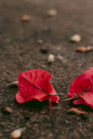 Red flowers are linked to love. Receiving a red flower means you are loved