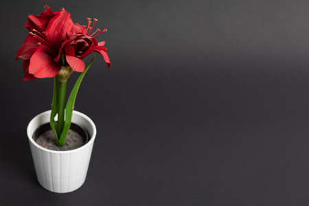 red tulip pot of cloth red flowerの写真素材
