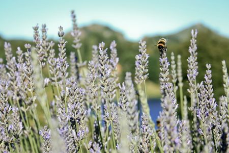 honey beeの写真素材