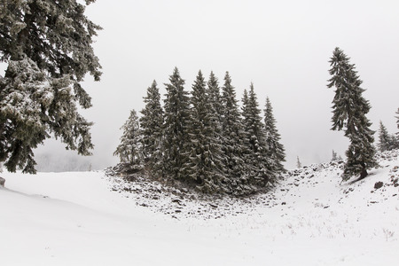 winter landscapes over the mountains and forestの写真素材