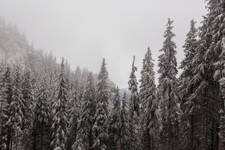 winter landscapes over the mountains and forestの写真素材