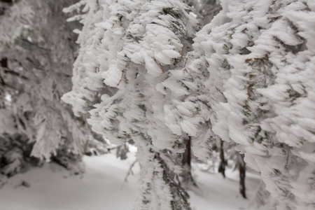 winter landscapes over the mountains and forestの写真素材