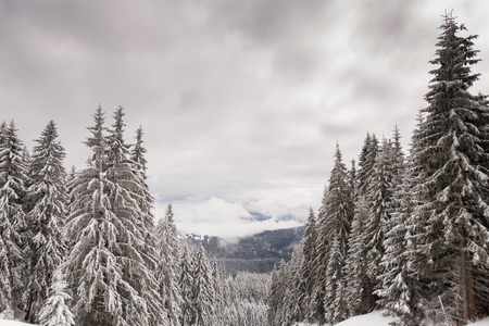 Mountain covered by snow, The Carpathian mountains, in Romaniaの写真素材