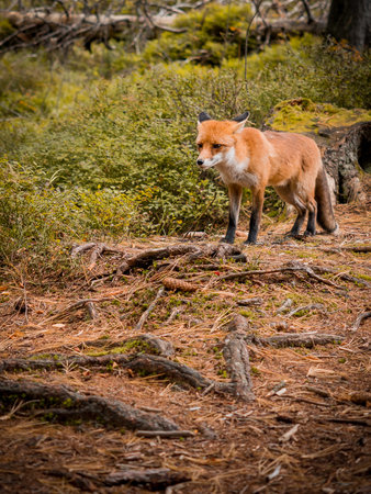 A wild fox in the wild in the Slovak forest.