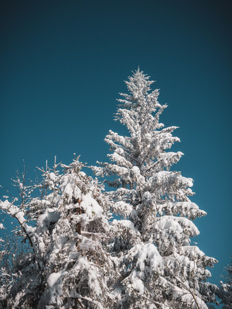 Snow-covered nature and trees in the Czech forest in winter.の写真素材