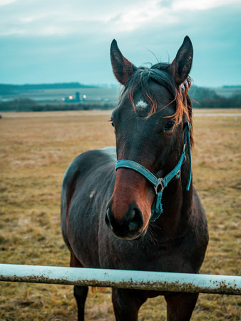 Horses grazing in the paddock in winter.