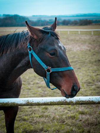 Horses grazing in the paddock in winter.