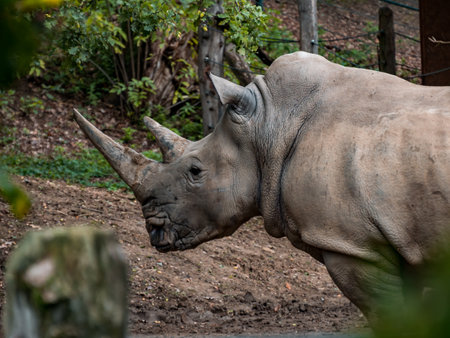 A rhinoceros standing in its enclosure looking into the distance in a zoo.の写真素材