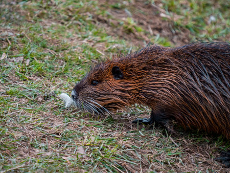A river nutria is marching on the river bank.の写真素材