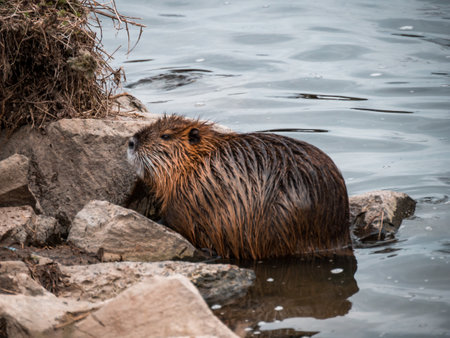 A river nutria is marching on the river bank.