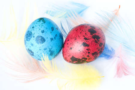 Quail eggs with feather colored for Easterの写真素材