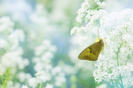 Butterfly sitting on a flower pastel wallpaperの写真素材