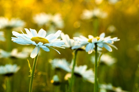 Camomile flowers in evening sunlightの写真素材