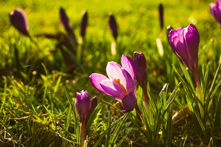 Purple crocus flowers lighted up by a morning sunlightの写真素材