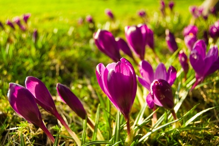 Purple crocus flowers lighted up by a morning sunlight