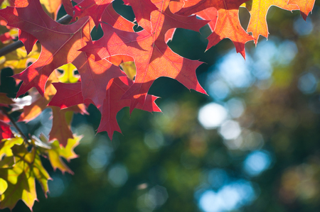Colourful autumn maple leaves closeup background
