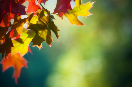 Colourful autumn maple leaves closeup の写真素材