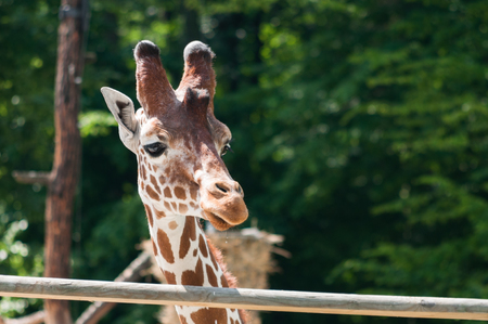 Portrait of a giraffe in open zoo looking at somethingの写真素材