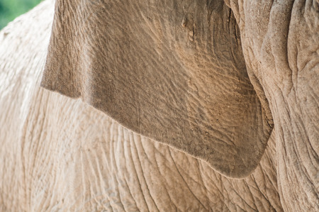Close up image of an elephant skin texture backgroundの写真素材