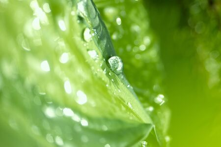 morning dew drops on the leaves