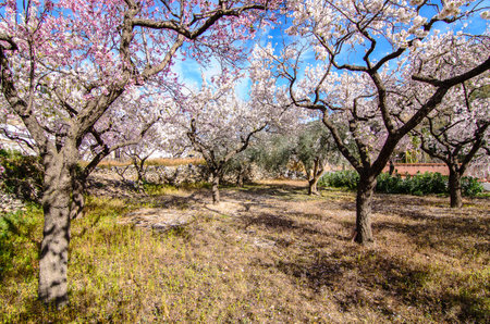 Blue sky behind Almond trees bloomingの写真素材
