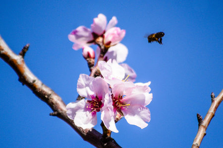 Blue sky behind Almond trees blooming