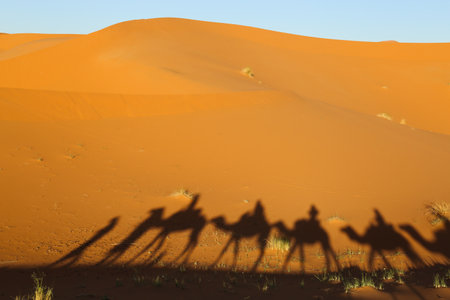 Shadow camels in the desertの写真素材