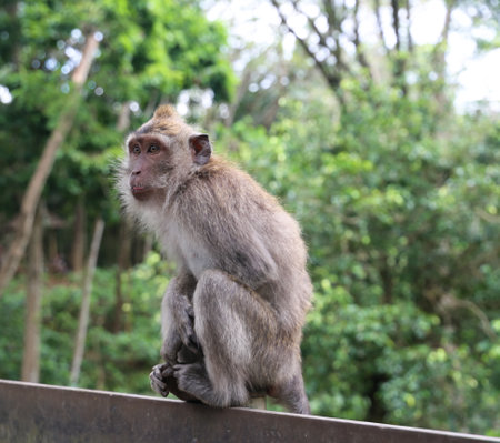 Wild monkey in the monkey forestの写真素材