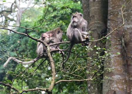 Wild monkey in the monkey forestの写真素材