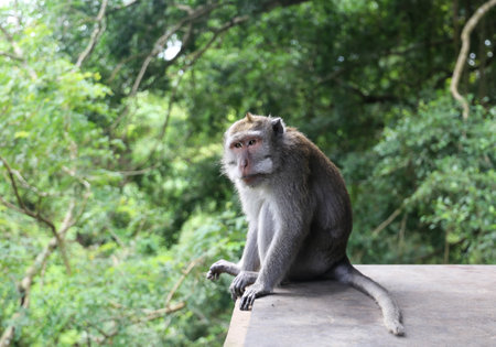 Wild monkey in the monkey forestの写真素材