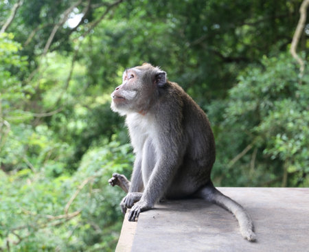 Wild monkey in the monkey forestの写真素材