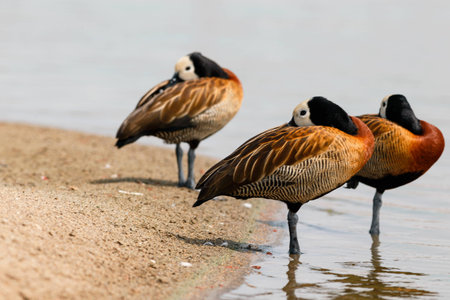 Birds in the swamの写真素材