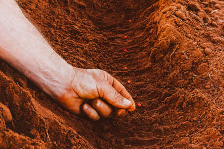 In this photo illustration the farmer holds the soybean plant in the field. Agriculture is one of the main bases of the Brazilian economyの写真素材