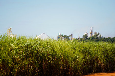 June 2, 2024, Brazil. Sugarcane production at the Adecoagro Vale do Ivinhema Plant, in Mato Grosso do Sul. The sugarcane, sugar and energy industries have been expanding in recent years in Brazilのeditorial素材