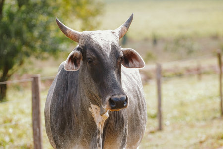 Cattle breeding in Brazil. Livestock and farming are the main activities that drive Brazil's economyの写真素材