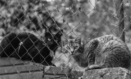 Talking with my friendの写真素材