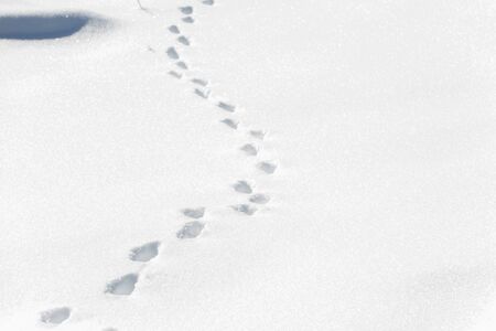 Walking in the snowの写真素材