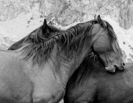 Horses.Route through the wonderful places of the Picos de Europaの写真素材