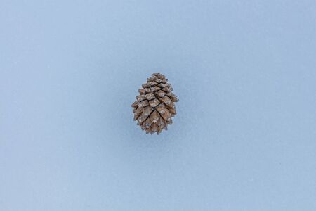 Pine tree in the snow. Nature element conceptの写真素材