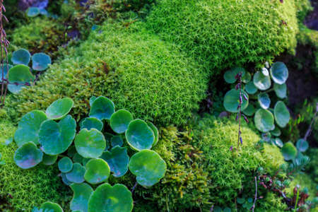 Green moss with round clover leavesの写真素材