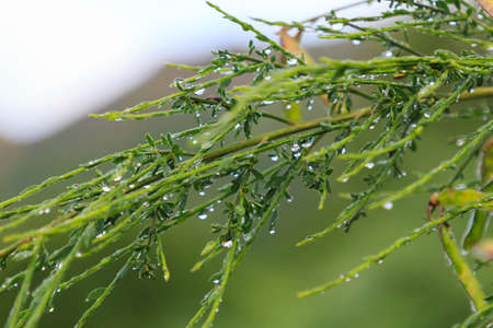 Thin green branches with drops of morning dewの写真素材