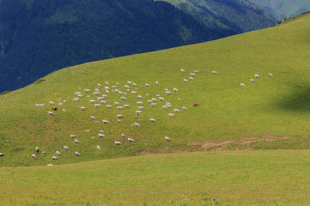 Panoramic of herd of cows grazing on green meadow