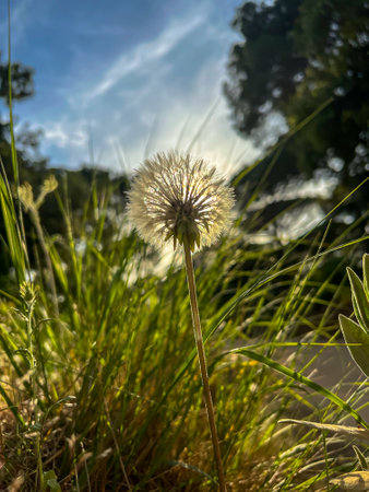 Macro of Dandelion on mountain with Sun behindの写真素材